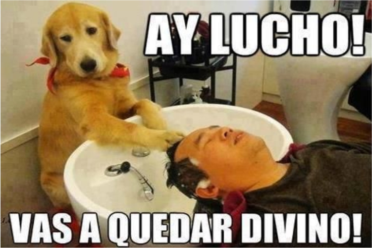 Los memes del perro de&nbsp;«Lucho».